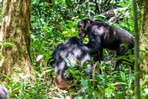 Schimpansen Kibale National Park Uganda