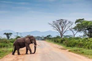 Elefant auf der Hauptstrasse im Queen-Elizabeth-Nationalpark