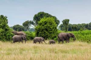 Elefentenfamilie im Queen-Elizabeth-Nationalpark