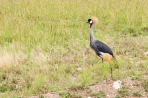Kronenkranich - Nationalvogel Ugandas