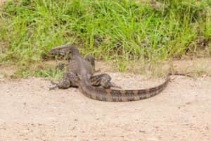 Nilwaran in Uganda