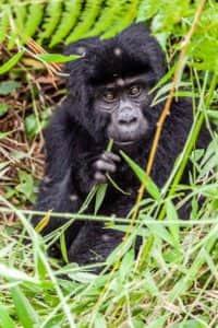 Gorillababy