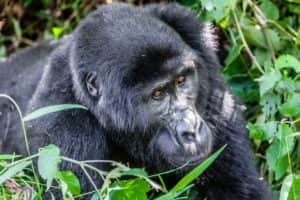 Gorilla Uganda