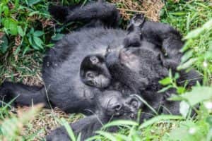 Gorilla Mama mit Baby