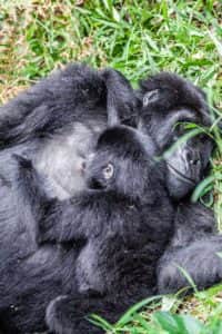 Gorilla Mama mit Baby
