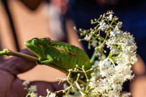 Cameleon