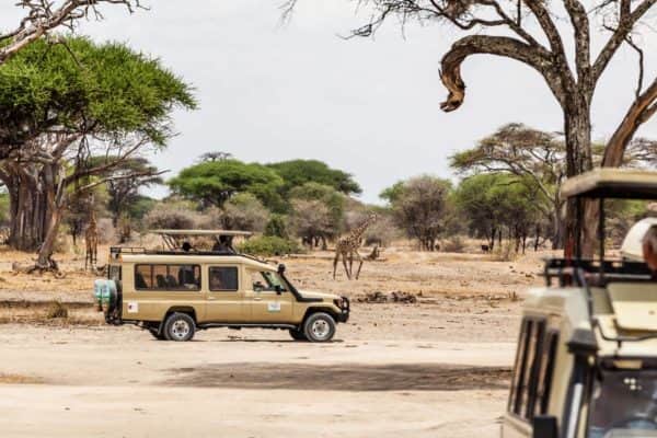 Giraffen beobachten im Tarangire Nationalpark, Tansania