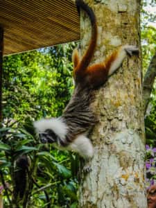 Affe in Singapur