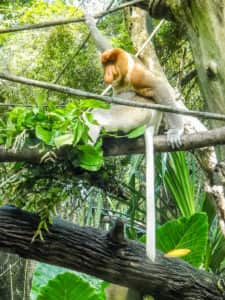 Affe in Singapur
