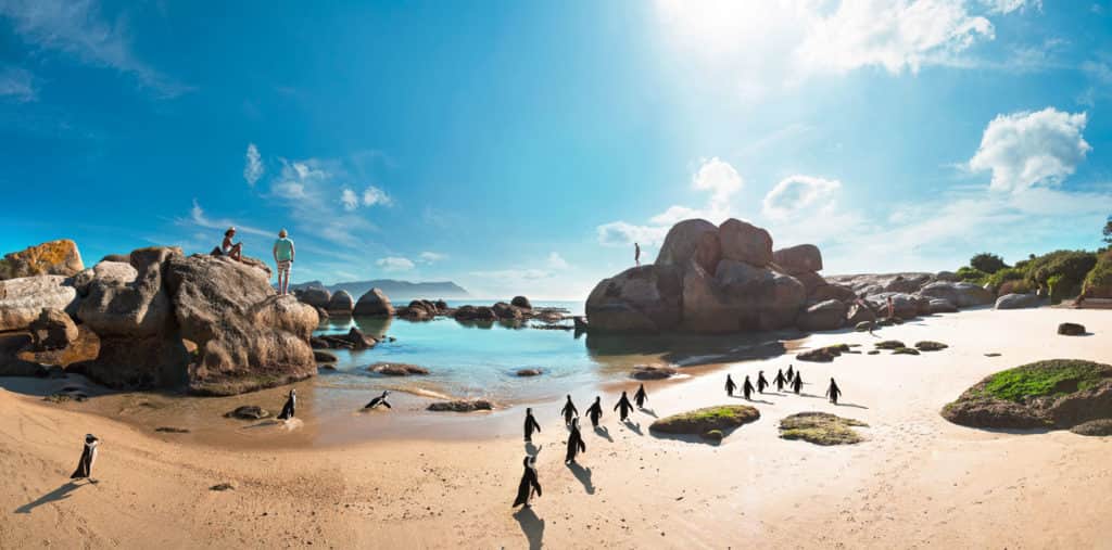 Südafrika Küstensafari Pinguine-Boulders-Beach