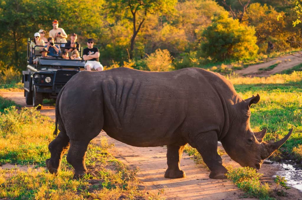 Südafrika Safari Pirschfahrt mit Nashorn