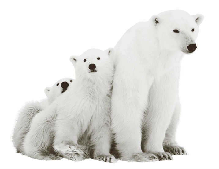 Antarktis Eisbär