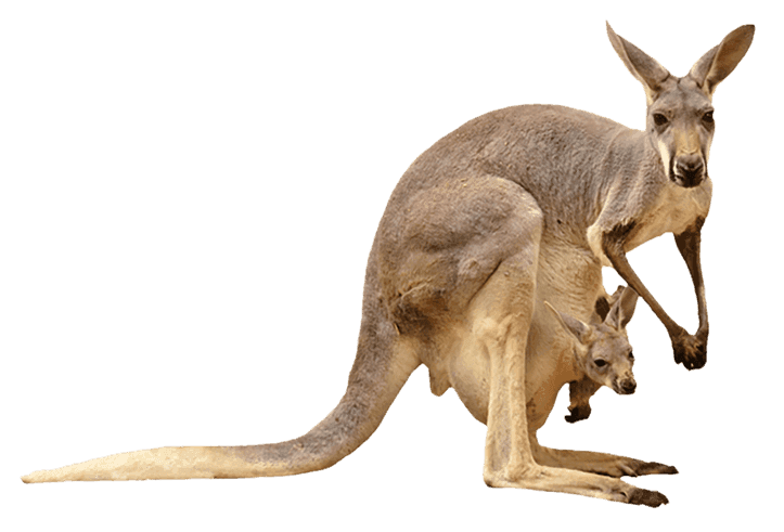 Australien Känguru
