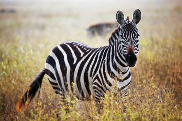 Afrika virtuelle Weltreise entdecken