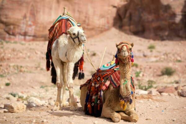 Arabienreisen TravelLife Reiseberatung Reisebüro