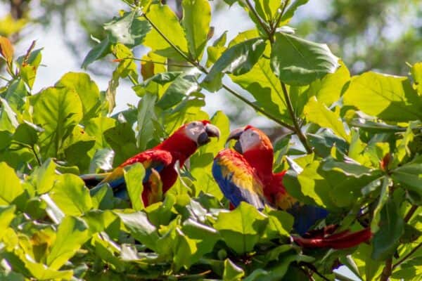 Costa Rica Scarlet Macaw