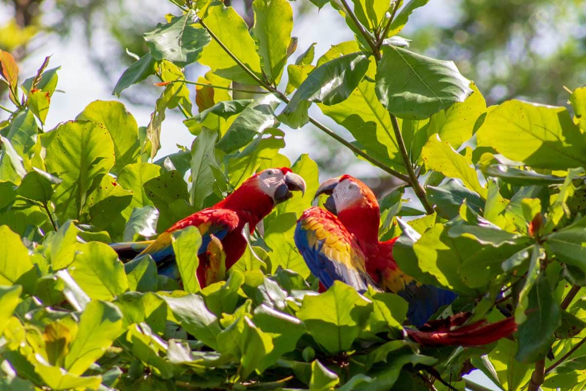 Costa Rica Scarlet Macaw