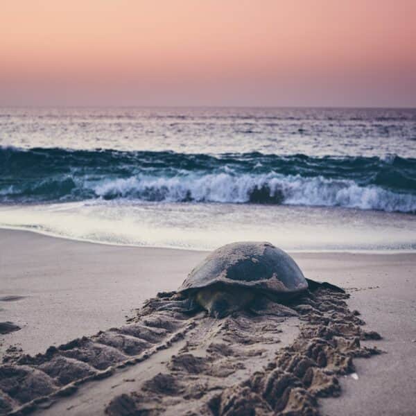 Oman Rundreise Schildkrötenreise