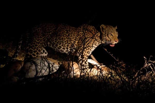 Nachtsafari - TravelLife - nachtsafari tansania leopard with fresh kill